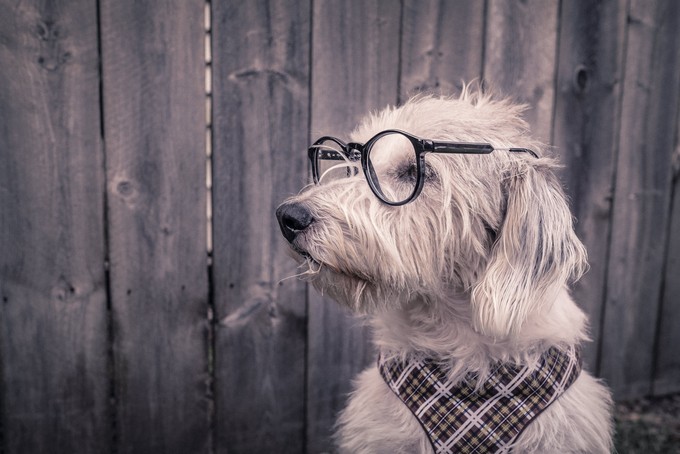 A smart dog wears eyeglasses when s/he reads