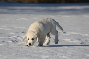 golden puppy scents the snow