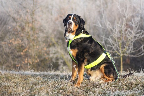 a greater swiss mountain dog