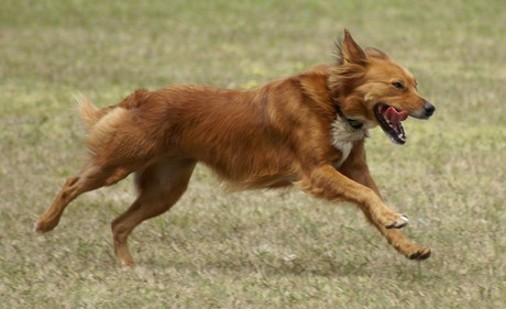 Beautiful dog running