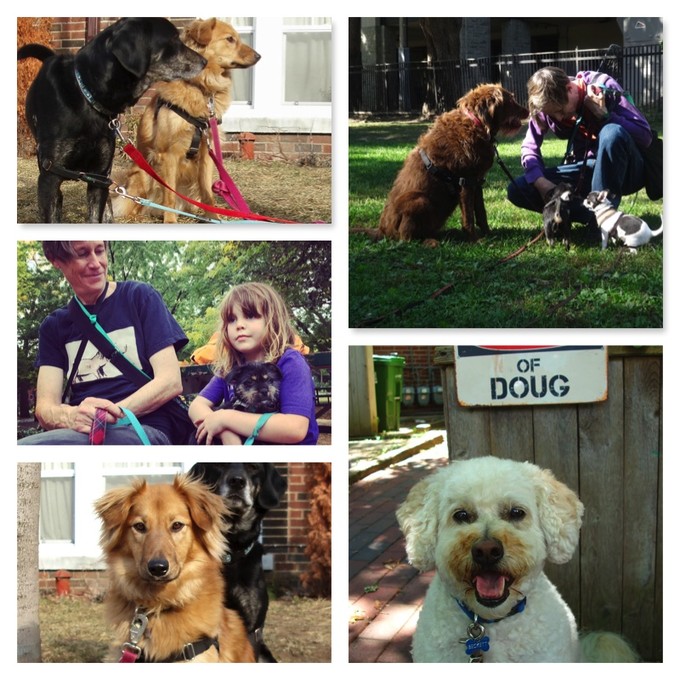Life with dogs in the Annex Dog collage