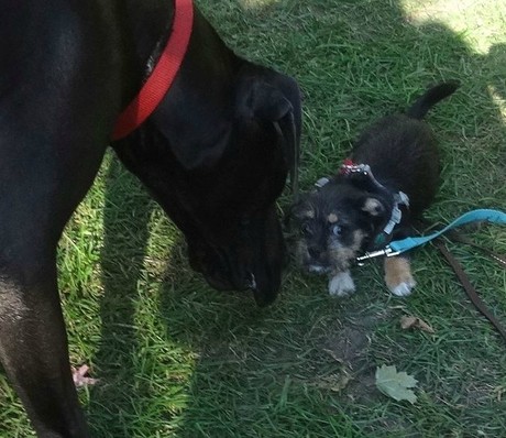 Pushkin looks for reassurance when meeting a big dog