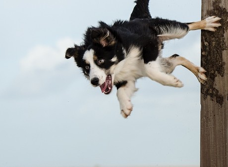 Leaping border collie