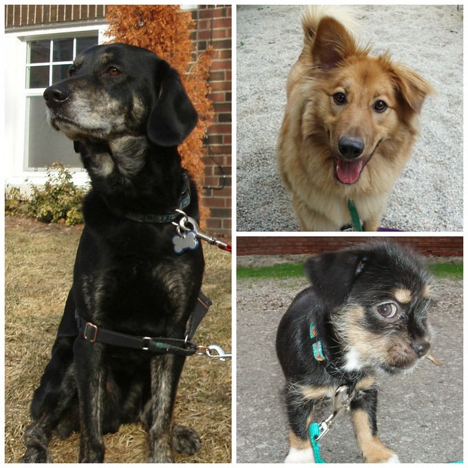 My three dogs My three dogs: McCracken, Notley and Pushkin