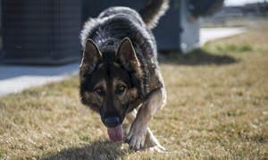 German Shepherd dog, stalking